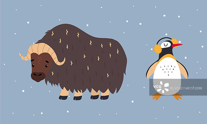 可爱的野生极地动物麝牛图片素材