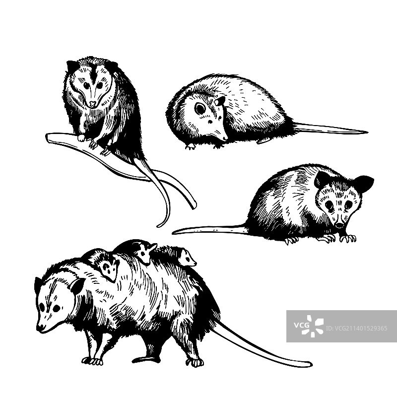 负鼠素描图片素材