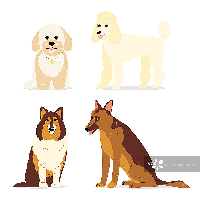 贵宾犬、柯利牧羊犬和德国犬品种图片素材
