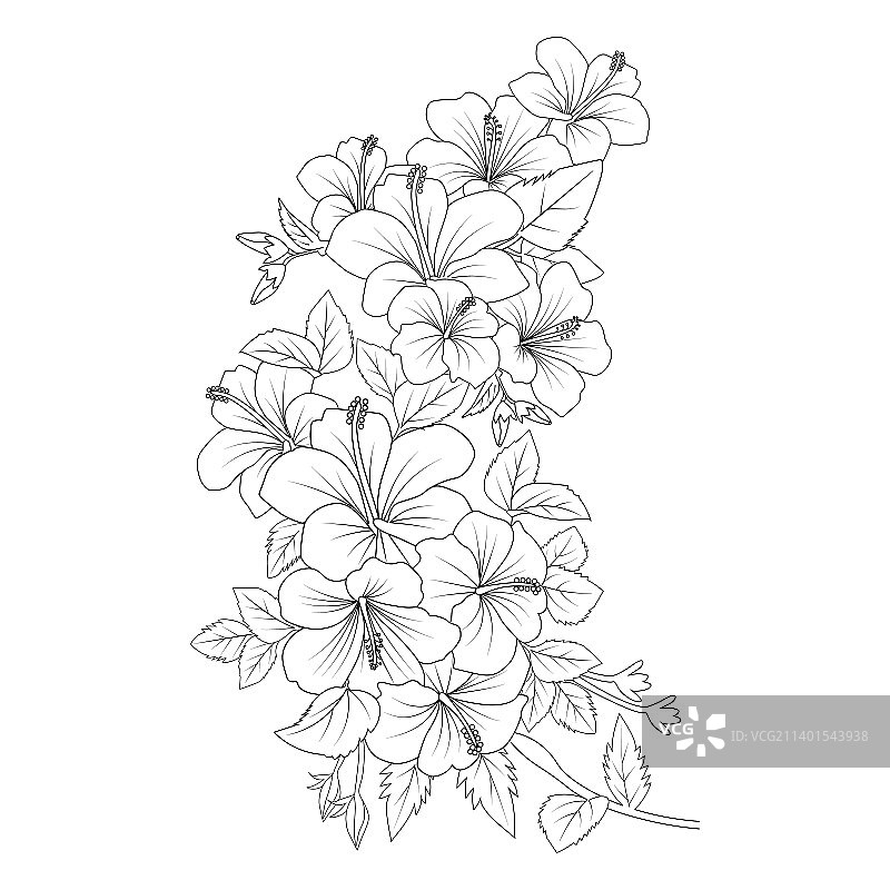 黄色芙蓉花涂色页线条画图片素材