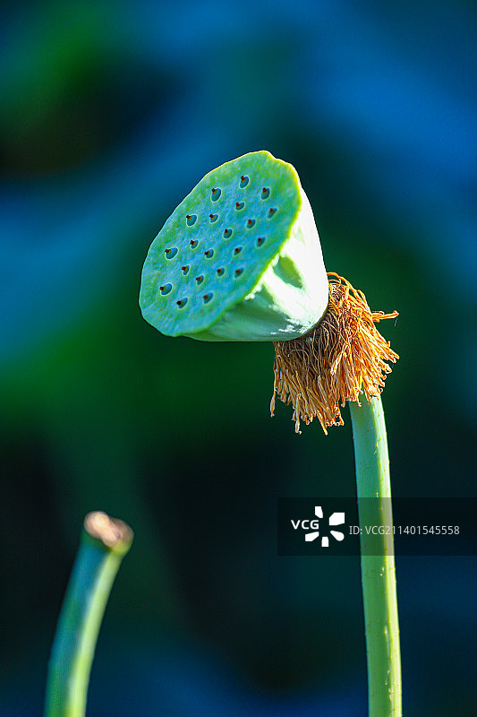 莲蓬图片素材