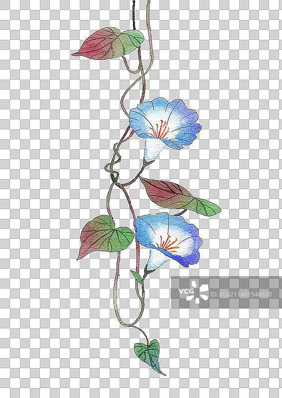 水彩手绘植物花卉免抠元素喇叭花图片素材