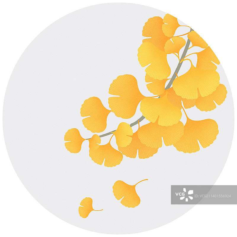 秋天黄色银杏叶植物插画，新中式淡雅新潮秋季二十四节气立秋秋分银杏叶丰收，黄色植物图鉴主视觉图片素材