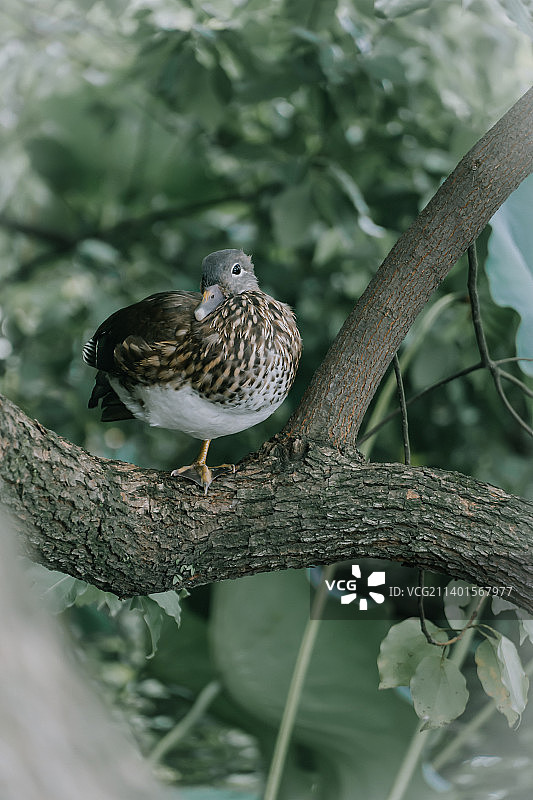 杭州西湖里的啤酒鸭图片素材