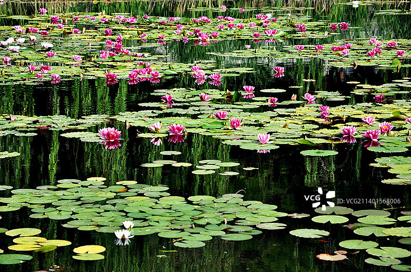 荷塘中的睡莲图片素材
