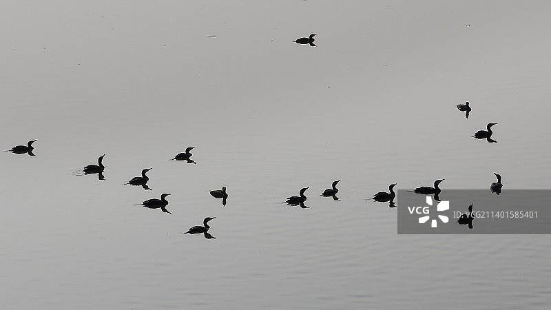 鸬鹚群图片素材