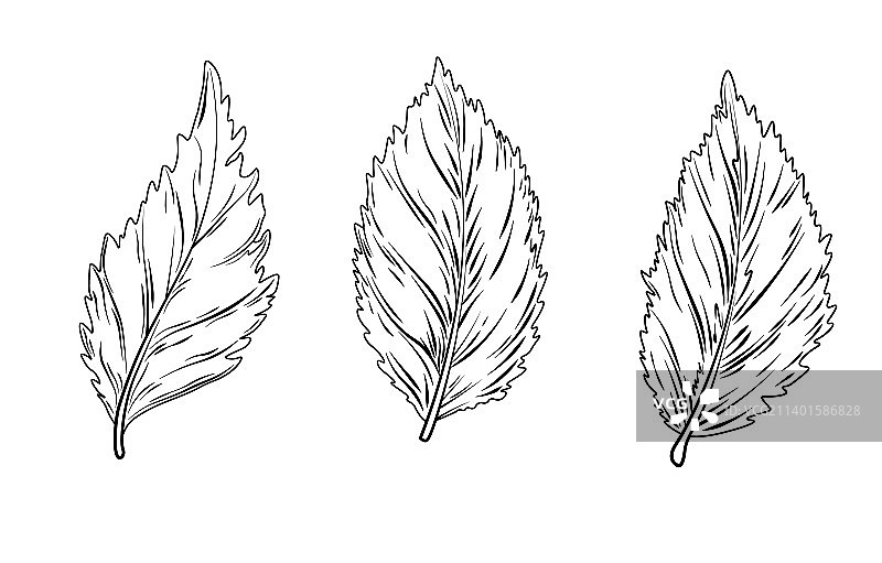 薄荷和牛至叶库存照片图片素材