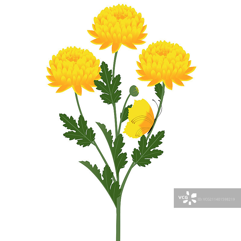 菊花蝴蝶花束图片素材