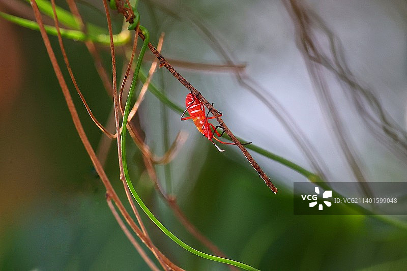 藤上红蝽图片素材