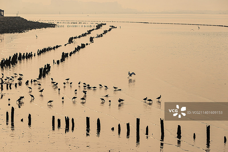 候鸟黑尾塍鹬在海边滩涂觅食休憩图片素材