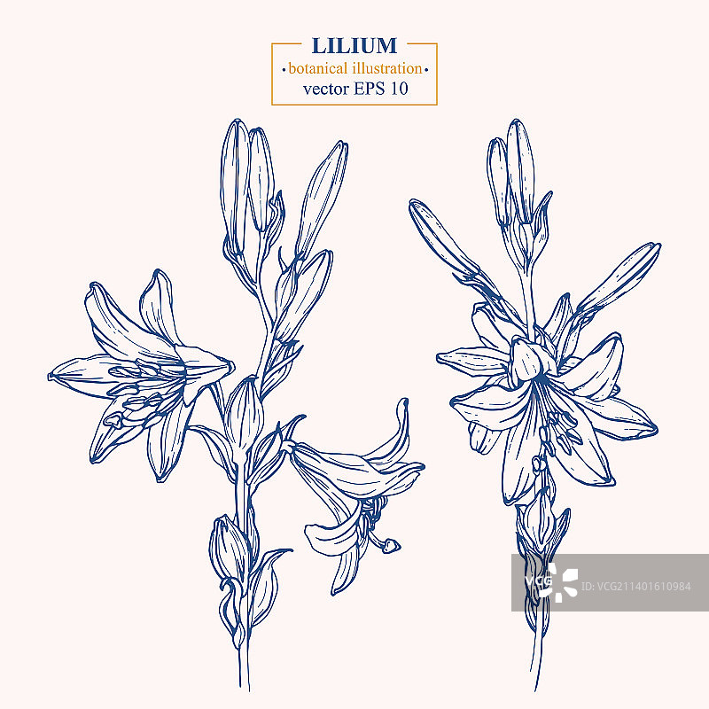 手绘百合花图片素材