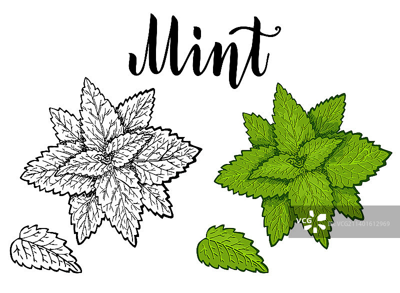 薄荷叶植物草本植物绘图图片素材