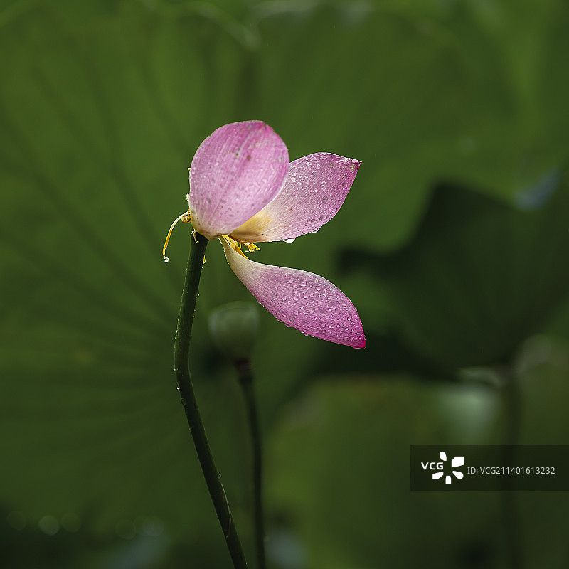 雨中残荷图片素材