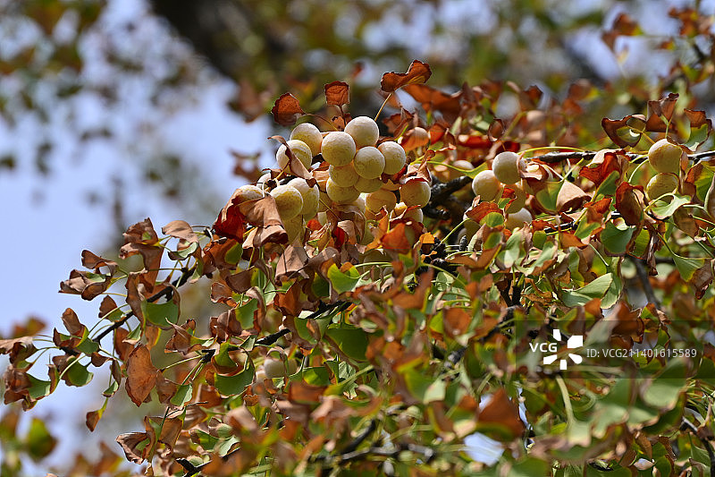 枝头上的银杏果图片素材