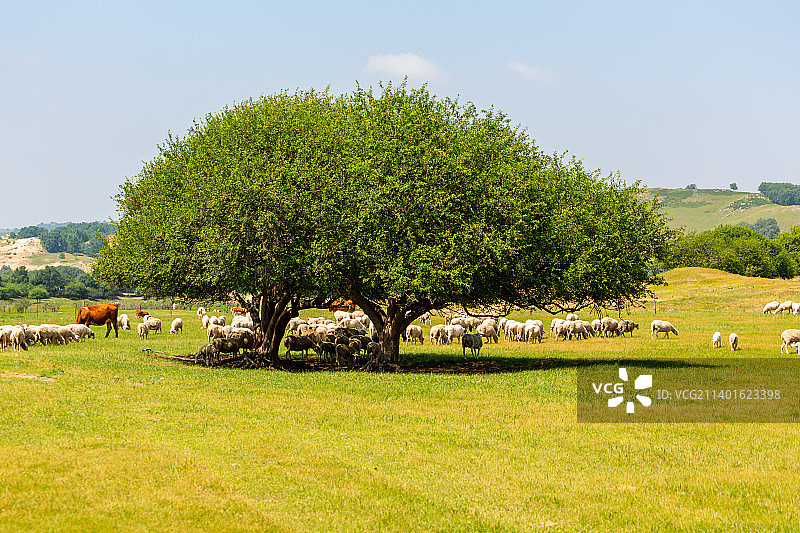 乌兰布统草原夫妻树图片素材