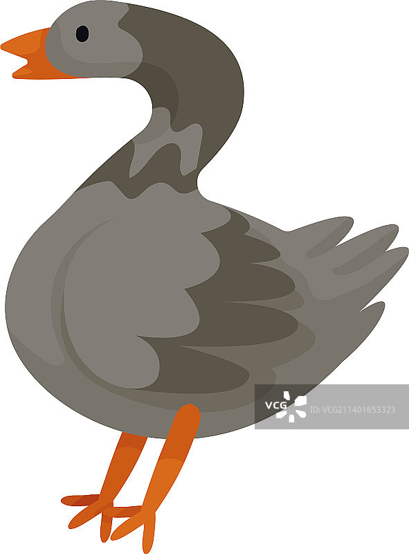 家养农场动物鹅图片素材