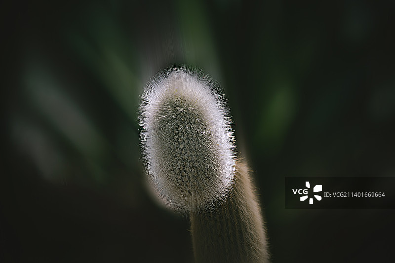 多肉植物图片素材