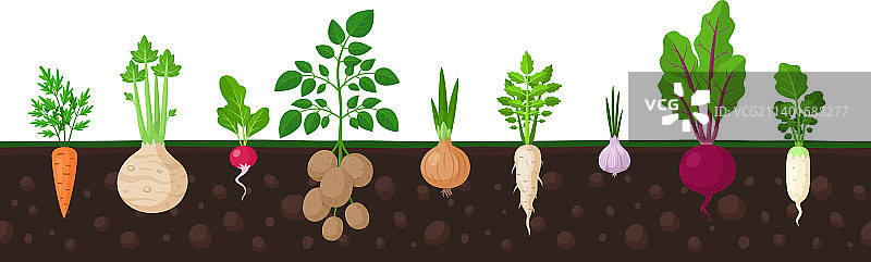 地栽蔬菜：新鲜的蔬菜和芜菁图片素材