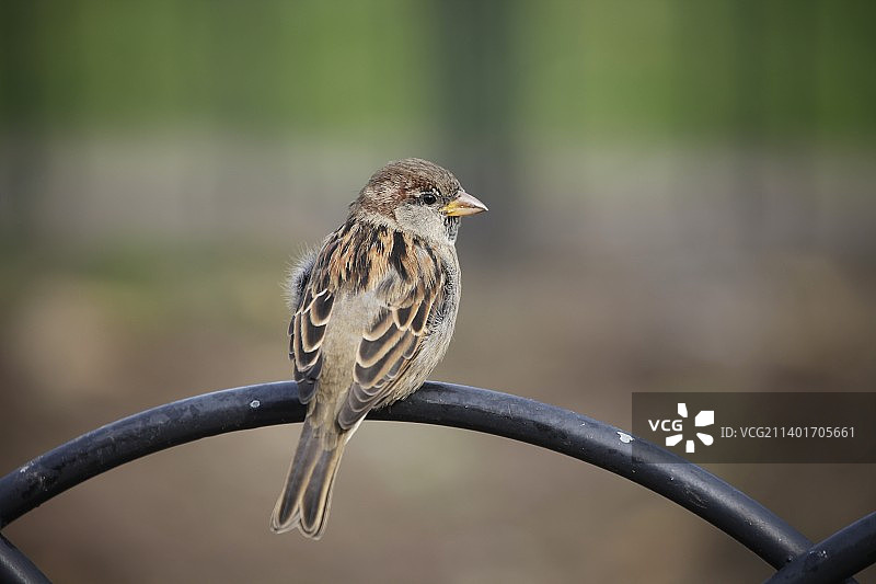 一只乖巧的小麻雀图片素材