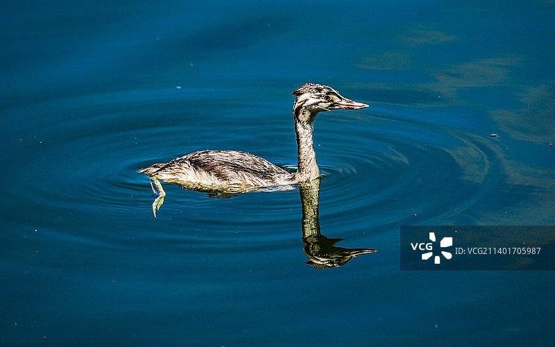 湖中鸊鷉图片素材