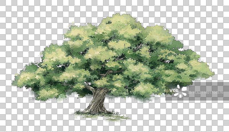 大榕树水彩清新插画图片素材