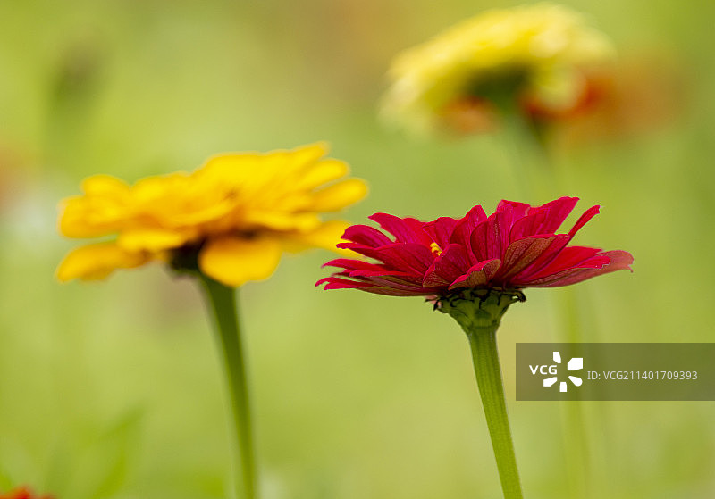 百日菊图片素材