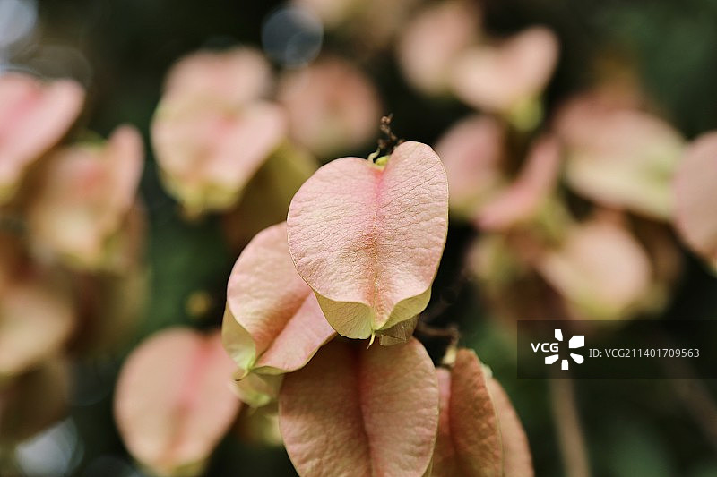 灯笼树·果实·美态图片素材