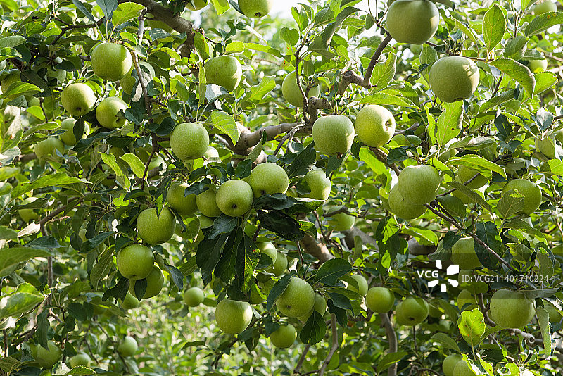 苹果树上结的青苹果图片素材
