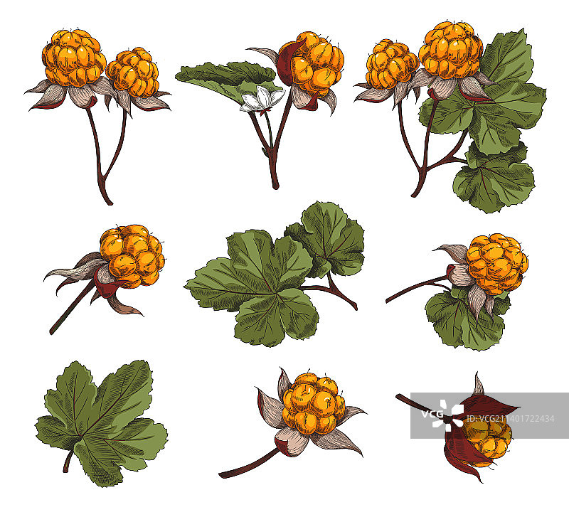 手绘彩色云莓和叶子图片素材