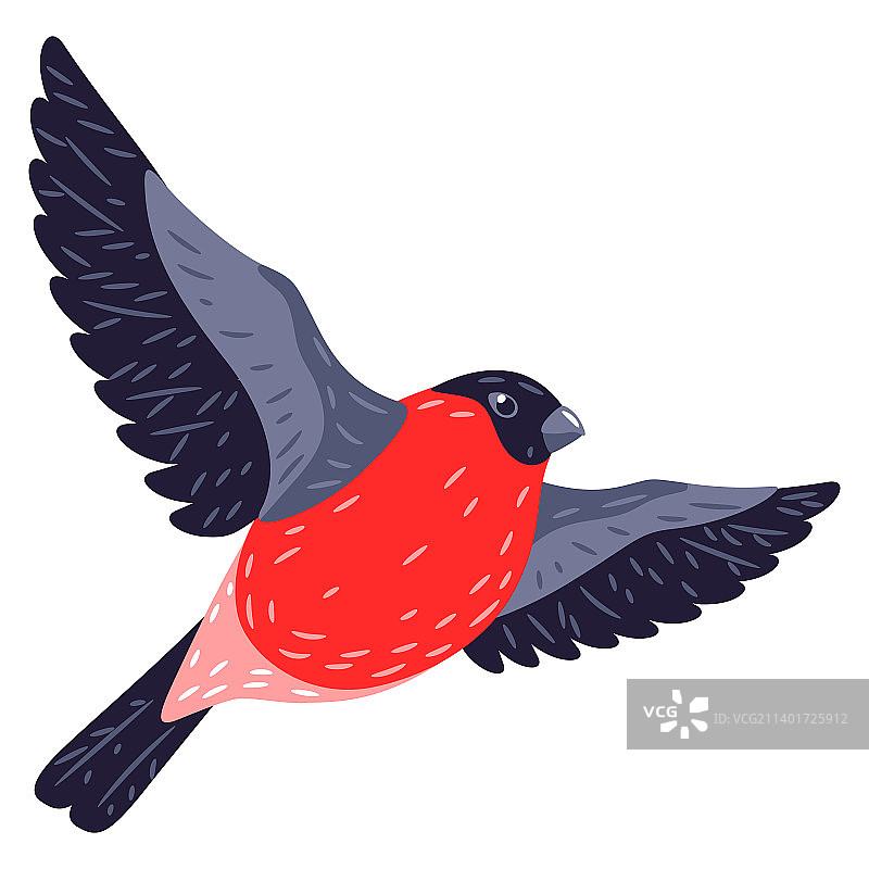 美丽的冬季鸟类红腹灰雀图片素材