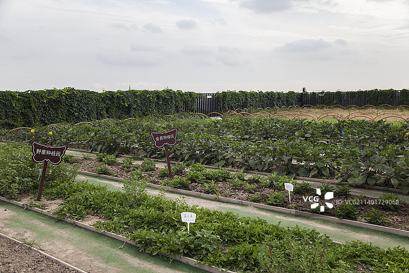 屋顶上的有机蔬菜园图片素材