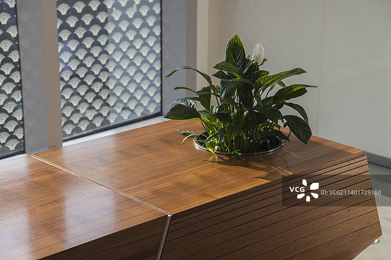 阳光照射在室内摆放的花草图片素材