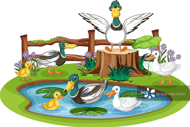 池塘里的鸭子一家图片素材