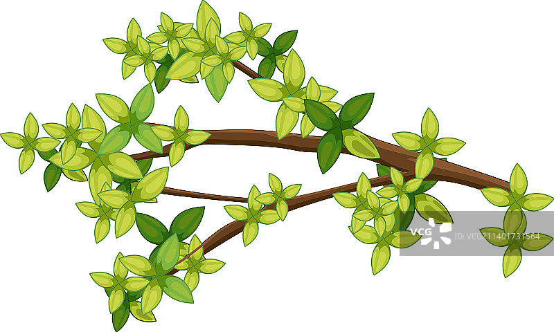 白色背景上孤立的树枝图片素材