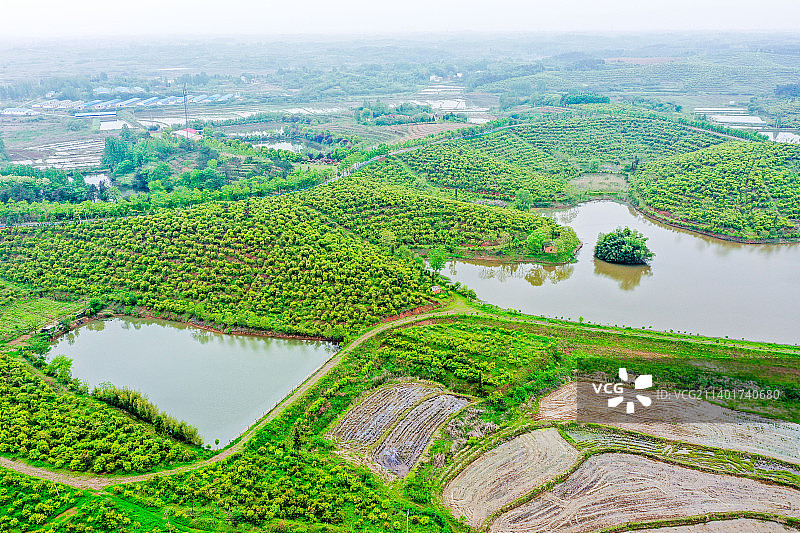 航拍河南省信阳市光山县司马光油茶园 油茶树种植农林示范基地图片素材