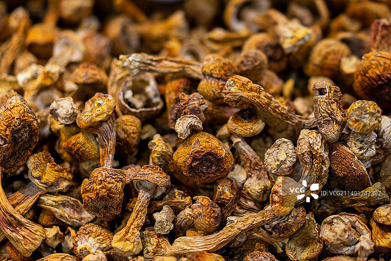 满画幅 姬松茸图片素材