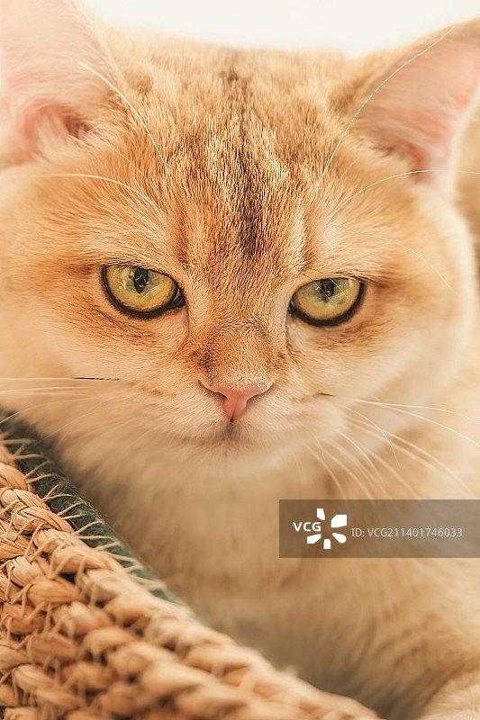 猫咪日记15图片素材