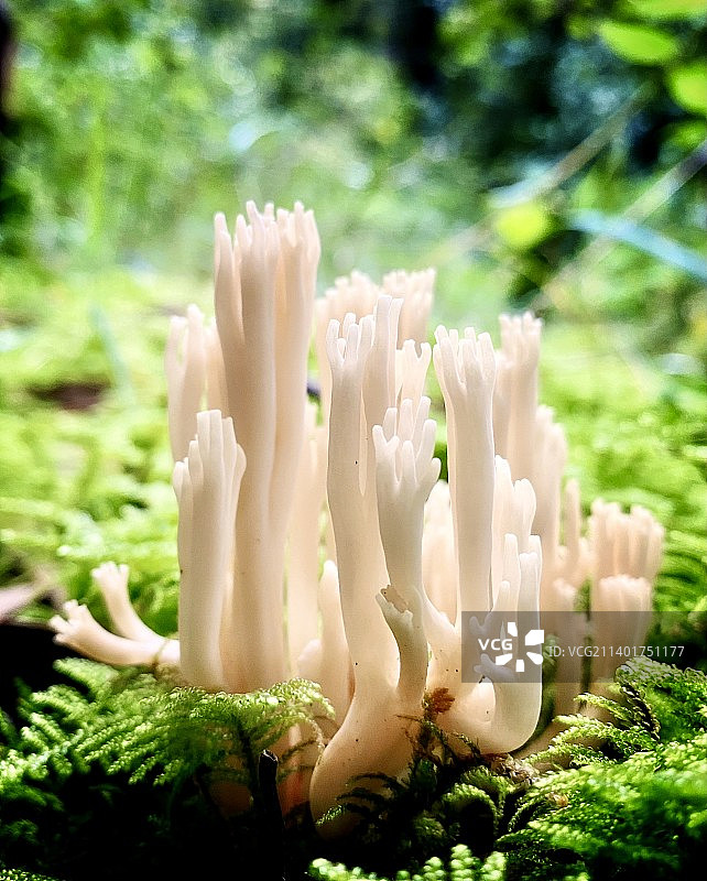 珊瑚菌图片素材