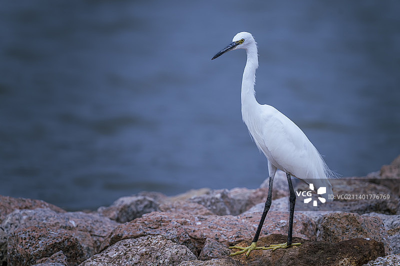 婷婷玉立小白鹭图片素材