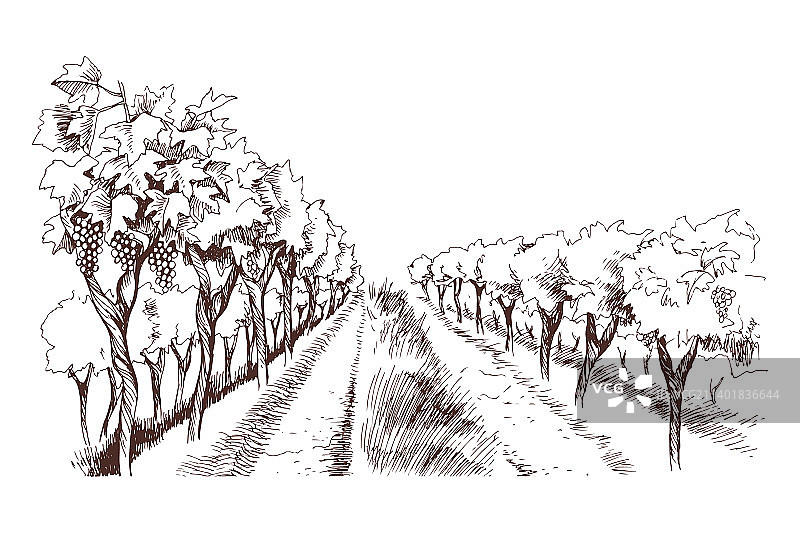 手绘葡萄园和丘陵图片素材