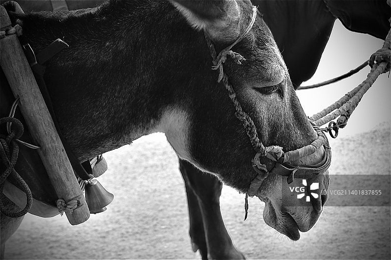 沙坡头图片素材
