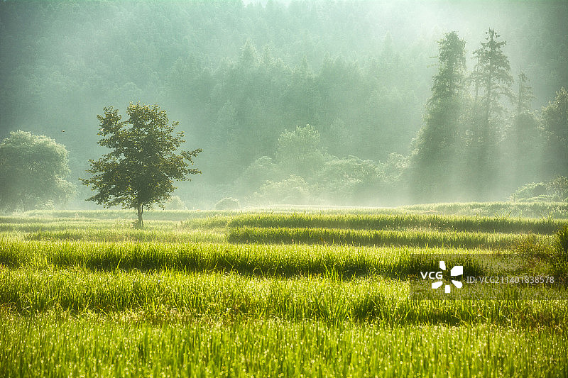 江西省景德镇市浮梁县瑶里古镇风光 秋天 森林 稻田 立秋 处暑 白露 雨水 寒露 霜降图片素材