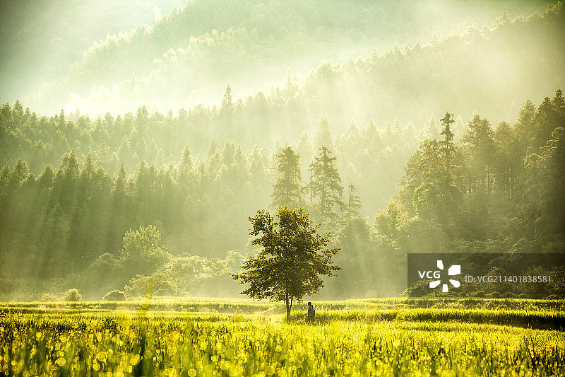 江西省景德镇市浮梁县瑶里古镇风光 秋天 森林 稻田 立秋 处暑 白露 雨水 寒露 霜降图片素材