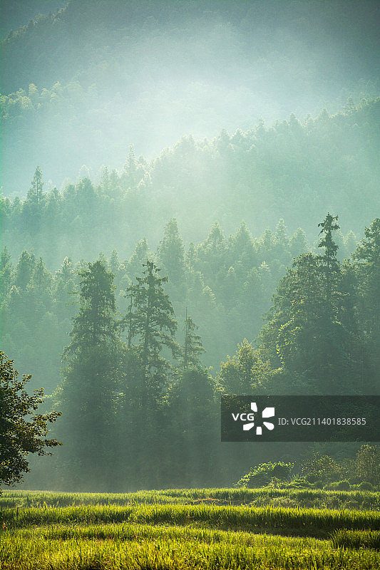 江西省景德镇市浮梁县瑶里古镇风光 秋天 森林 稻田 立秋 处暑 白露 雨水 寒露 霜降图片素材