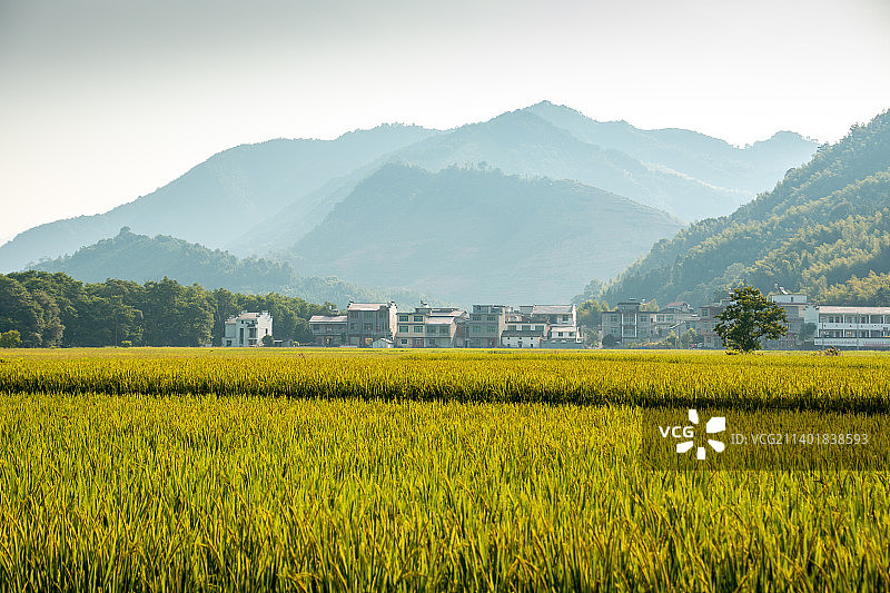 江西省景德镇市浮梁县乡村稻田风光 秋天 稻田 立秋 处暑 白露 秋分 寒露 霜降图片素材