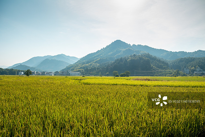江西省景德镇市浮梁县乡村稻田风光 秋天 稻田 立秋 处暑 白露 秋分 寒露 霜降图片素材