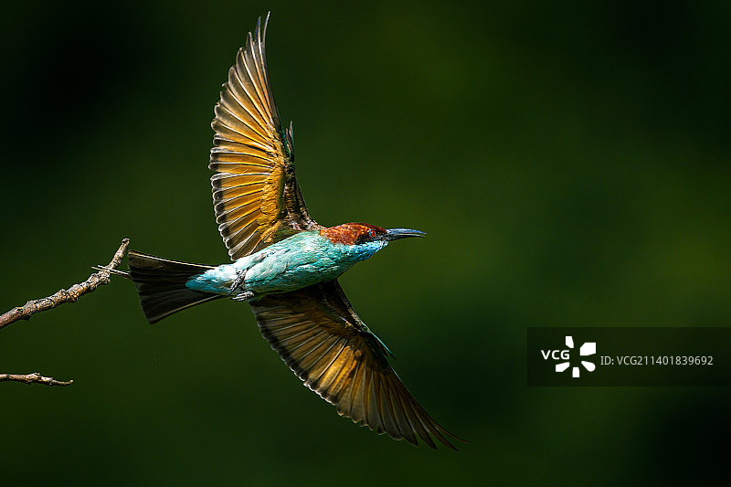 鸟飞过树枝的特写镜头图片素材