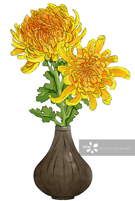 白色背景下花瓶里的黄色菊花特写镜头图片素材