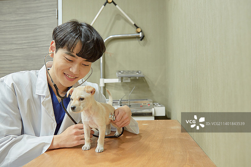 动物医院小狗兽医宠物保险微笑图片素材