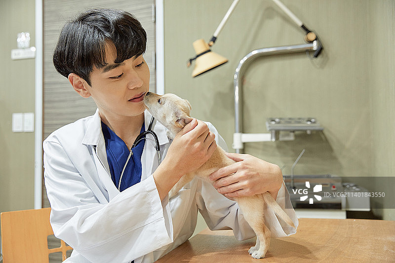 动物医院宠物狗兽医宠物保险图片素材